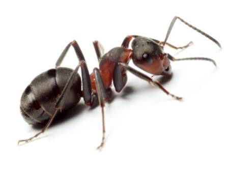 mravka