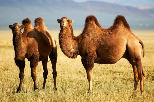 kamili