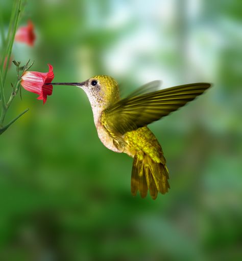 kolibrovi