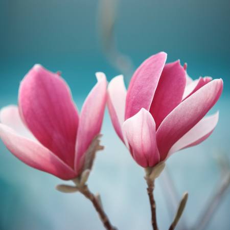 magnoliia